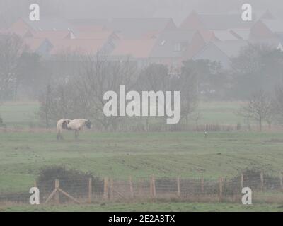 Sheerness, Kent, Großbritannien. Januar 2021. UK Wetter: Nebliger leichter Regen / Nieselregen in Sheerness, Kent. Kredit: James Bell/Alamy Live Nachrichten Stockfoto