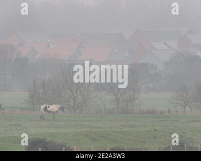 Sheerness, Kent, Großbritannien. Januar 2021. UK Wetter: Nebliger leichter Regen / Nieselregen in Sheerness, Kent. Kredit: James Bell/Alamy Live Nachrichten Stockfoto