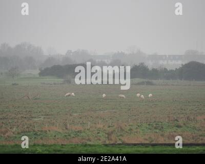 Sheerness, Kent, Großbritannien. Januar 2021. UK Wetter: Nebliger leichter Regen / Nieselregen in Sheerness, Kent. Kredit: James Bell/Alamy Live Nachrichten Stockfoto