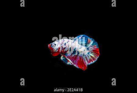 Farbenfrohe Siamesen kämpfen Fische auf schwarzem Hintergrund Stockfoto