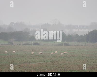 Sheerness, Kent, Großbritannien. Januar 2021. UK Wetter: Nebliger leichter Regen / Nieselregen in Sheerness, Kent. Kredit: James Bell/Alamy Live Nachrichten Stockfoto