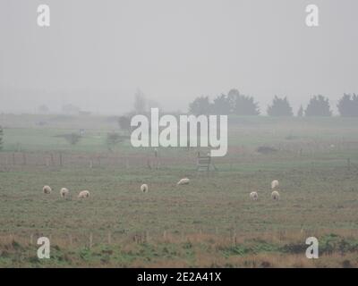 Sheerness, Kent, Großbritannien. Januar 2021. UK Wetter: Nebliger leichter Regen / Nieselregen in Sheerness, Kent. Kredit: James Bell/Alamy Live Nachrichten Stockfoto