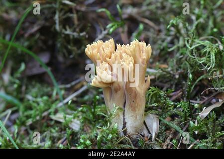 Ramaria eosanguinea auch bekannt als Ramaria flava, die hellgelbe Clavaria, ein wilder Korallenpilz aus Finnland Stockfoto