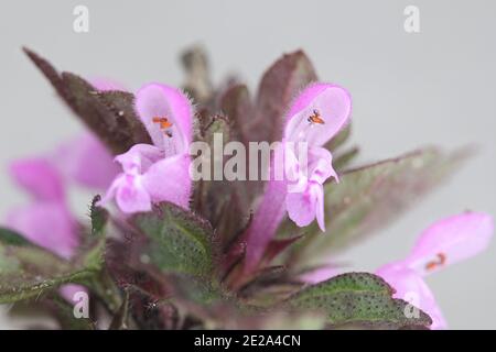 Lamium hybridum, bekannt als Schnittleerblatt-Totnessel, Wildblume aus Finnland Stockfoto