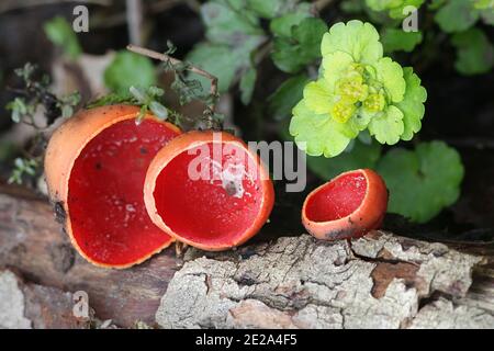 Sarcoscypha austriaca, der scharlachrote Elfcup, wilder Kelchpilz aus Finnland Stockfoto