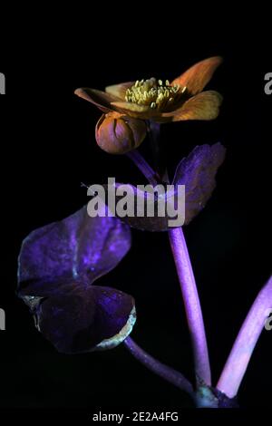 Marsh Ringelblume, Caltha palustris, fotografiert im ultravioletten Licht (365 nm) Stockfoto