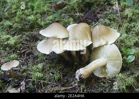 Tricholoma saponaceum, bekannt als die Seife duftenden Fliegenpilz, seifigen Ritter oder Seife tricholoma, wilde Pilze aus Finnland Stockfoto