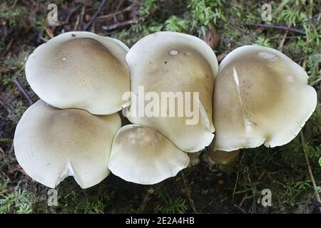 Tricholoma saponaceum, bekannt als die Seife duftenden Fliegenpilz, seifigen Ritter oder Seife tricholoma, wilde Pilze aus Finnland Stockfoto