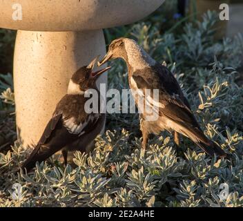 Ein erwachsener australischer Elster (Cracticus tibicen) füttert einen jungen Elster, der mit offenem Schnabel zum Essen bereit ist. Privater Garten in Queensland, Australien. Stockfoto