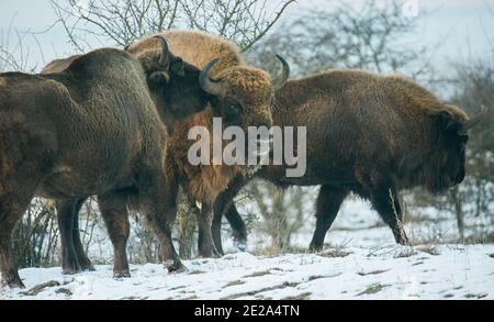 Europäische Bisons auf einer Schneewiese ruhen, das beste Foto. Stockfoto