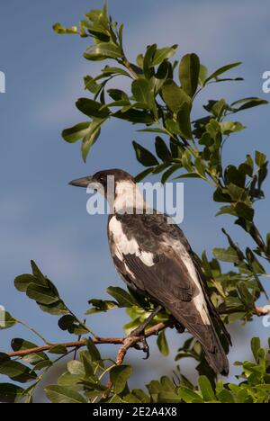 Ein Profil einer australischen Elster (Cracticus tibicen), die in einem Baum mit grünen Blättern vor einem blauen Himmel thront. Sommer in einem Garten von Queensland. Stockfoto