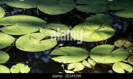Nahaufnahme von grünen, kreisförmigen Seerosenblättern, die auf dem Gartenteich in Queensland, Australien, schweben. Herbst, sonnig. Stockfoto