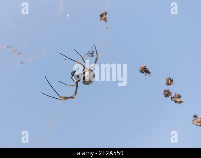 Weibliche goldene Kugel-Weberspinne (nephila plumipes) in ihrem Netz., Queensland, Australien. Über dem Boden schwebend, blauer Himmel. Speicherplatz kopieren. Stockfoto