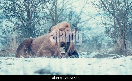 Europäische Bisons auf einer Schneewiese ruhen, das beste Foto. Stockfoto