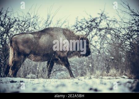 Europäische Bisons auf einer Schneewiese ruhen, das beste Foto. Stockfoto