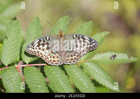 Silber-gewaschen Fritillary, Argynnis paphia, weiblich der Form valesina Stockfoto