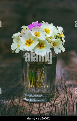 Blumenstrauß aus primrose Blumen in einem Glas Glas Tumbler auf einem alten Vintage Holz- Hintergrund Stockfoto