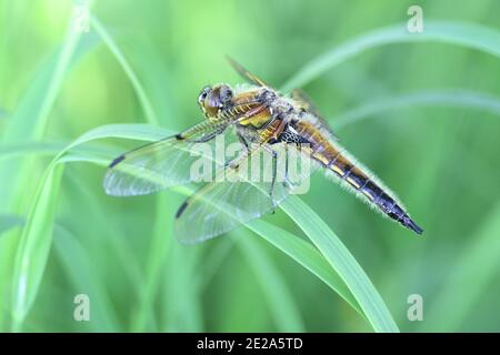 Libellula quadrimaculata, in Europa als Vierfleckiger und in Nordamerika als Vierfleckiger bekannt Stockfoto