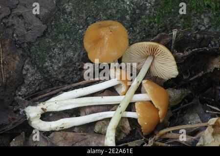 Pholiotina cyanopus, ein Psilocybin-Pilz mit keinem gemeinsamen englischen Namen, der in Finnland wild wächst Stockfoto