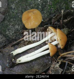 Pholiotina cyanopus, ein Psilocybin-Pilz mit keinem gemeinsamen englischen Namen, der in Finnland wild wächst Stockfoto