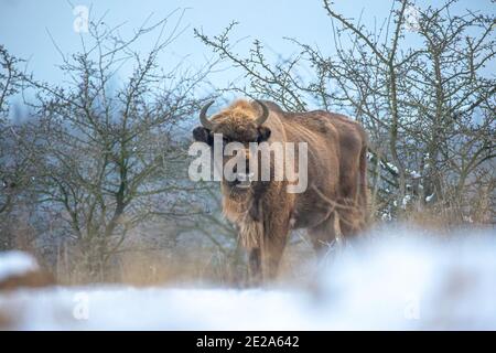 Europäische Bisons auf einer Schneewiese ruhen, das beste Foto. Stockfoto