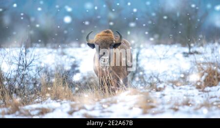 Europäische Bisons auf einer Schneewiese ruhen, das beste Foto. Stockfoto