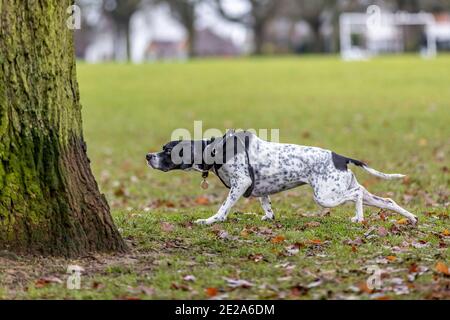 Pointer Stalking a Squirrel in Abington Park, Northampton, England, Großbritannien. Stockfoto