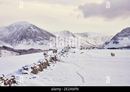 Schafe weiden auf Feldern über Loweswater, Lake District Stockfoto