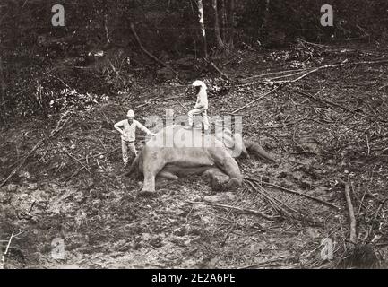 Vintage Foto des 19. Jahrhunderts: Großwildjäger, Asien, mit dem Körper eines toten Elefanten, den sie erschossen haben. Bild c.1890. Stockfoto