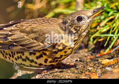 Song Thrush, Turdus philomelos, Mediterranean Forest, Kastilien und Leon, Spanien, Europa Stockfoto