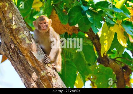 Rhesus Macaque, Macaca Mulatta, Royal Bardia National Park, Bardiya National Park, Nepal, Asien Stockfoto