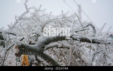 Zerbrochener Baumstamm und Äste nach einem eisigen Regen. Stockfoto