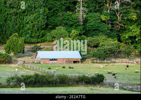 SALT SPRING ISLAND, KANADA - 07. Januar 2021: Schafe (Ovis aries) auf Salt Spring Island, Gulf Islands, BC, Kanada Stockfoto