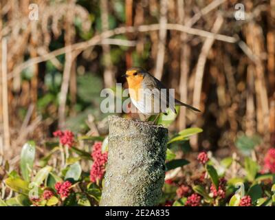 Ein Europäischer Robin (Erithacus rubecula), der an einem kalten Wintermorgen in einem ländlichen Garten in Wakefield, West Yorkshire, auf einem Baumstamm thront. Stockfoto