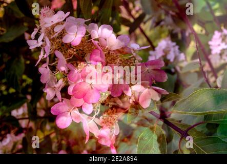 Eine rosa Blume des Hortensia Strauch Stockfoto