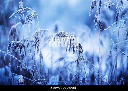Das Wildgras auf hohen Stielen, die auf dem Feld wächst, ist an einem kalten Januarwintertag mit Schnee und Frost bedeckt. Frost. Stockfoto