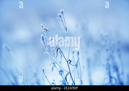 Verwelkte Blüten auf dünnen Stängeln, die auf dem Feld wachsen, sind an einem kalten Januarwintertag mit Frost und Schnee bedeckt. Stockfoto