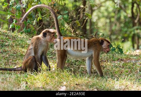Toque macaque Affen, Macaca sinica, Sri Lanka Stockfoto