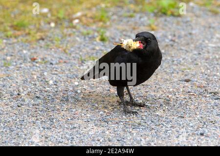 Krähe, die einen Apfelkern frisst. Krähe steht auf Kies. Stockfoto