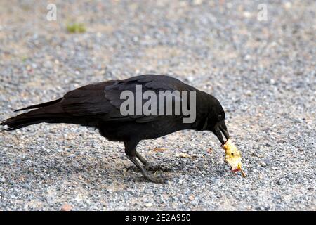 Krähe, die einen Apfelkern frisst. Krähe steht auf Kies. Stockfoto