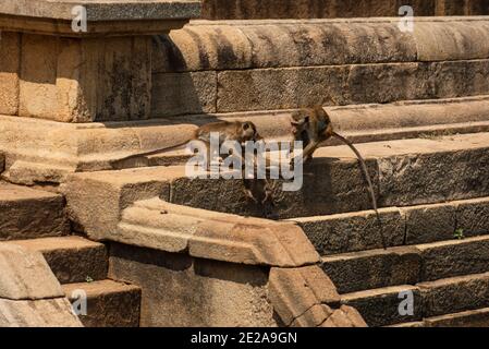 Toque Macaque Affe, Macaca sinica, Sri Lanka. Affen spielen in alten Ruinen Stockfoto