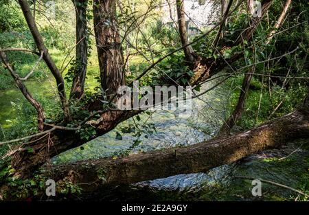 Quelle des Flusses Sagittario, Gole del Sagittario, Schluchten von Sagittario, Regionales Naturschutzgebiet, Anversa degli Abruzzi, Abruzzen, Italien Stockfoto