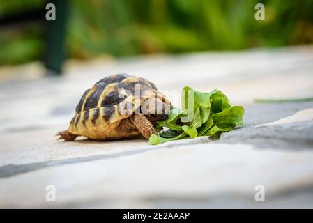 Schildkröte essen Salat Salat auf Stein gepflasterte Terrasse. Exotische Heimtiere füttern im Freien. Stockfoto