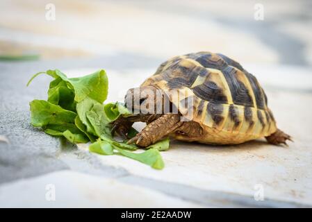 Schildkröte essen Salat Salat auf Stein gepflasterte Terrasse. Exotische Heimtiere füttern im Freien. Stockfoto