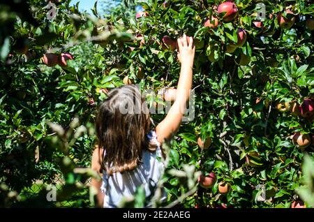 Kinder pflücken leckeren roten Apfel vom Baum im Sommer. Das kleine Mädchen erntet reife Bio-Früchte von einem Baum im Obstgarten. Konzept der gesunden EA Stockfoto