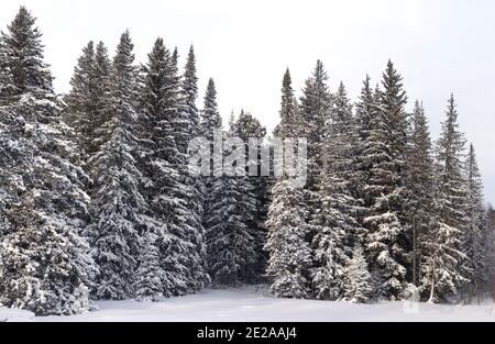 Schneebedeckter wilder Winterwald Stockfoto
