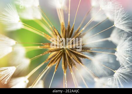 Löwenzahn Makro Hintergrund in Pastelltönen. Sommer natürlich symmetrischen Hintergrund für den gesamten Rahmen. Tropfen Tau auf einem flauschigen Löwenzahn Regenschirme. Stockfoto