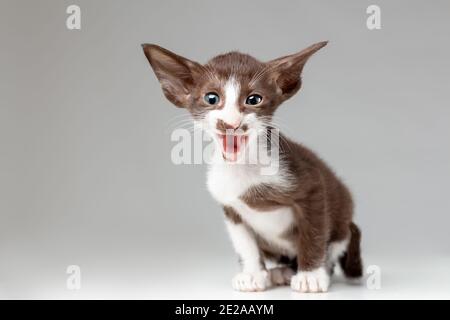 Kleine aktive Kätzchen der orientalischen Katze Rasse von weiß und Brauner Bicolor mit blauen Augen miht vor grauem Hintergrund Stockfoto