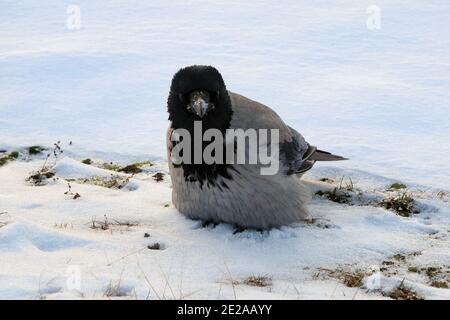Junge Krähe mit Kapuze, corvus cornix, die seine Federn aufbläht, thront auf schneebedecktem Boden, um an einem kalten Morgen Wärme zu bewahren. Stockfoto