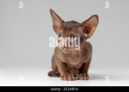 Kleine Kätzchen der orientalischen Katze Rasse von massiver Schokolade braun Farbe mit blauen Augen sitzt vor grauem Hintergrund Stockfoto